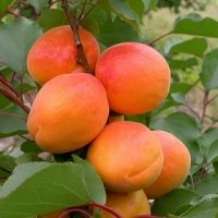 Кишиневска ранна