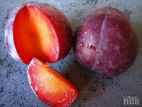Стендесто(сливо-кайсия)