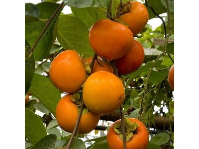 Райска ябълка
