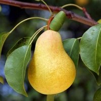 Жифардова Масловка