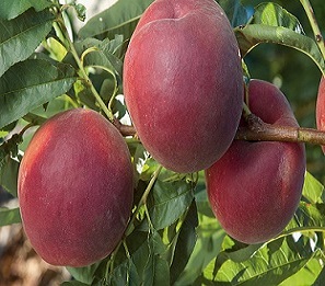 Елегант лейди