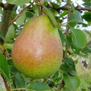 Хардиева Масловка